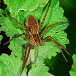 Nilus curtus